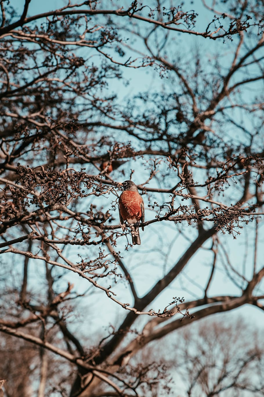 Brown Bird on Tree, branch, feathers, perched, plant, nature HD wallpaper