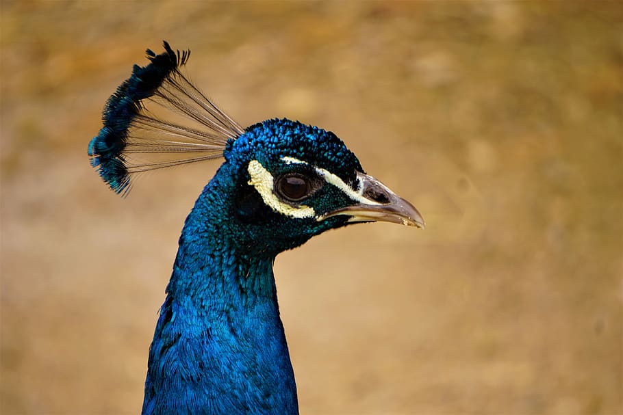 animal, bird, peacock, beak, head, pheasant, wildlife, hawk, HD wallpaper