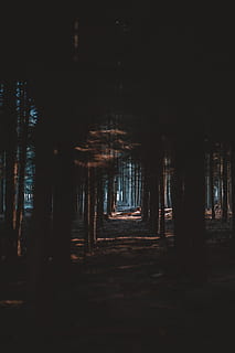 group of tall trees, light, nature, pine tree, foreboding, woodland HD wallpaper