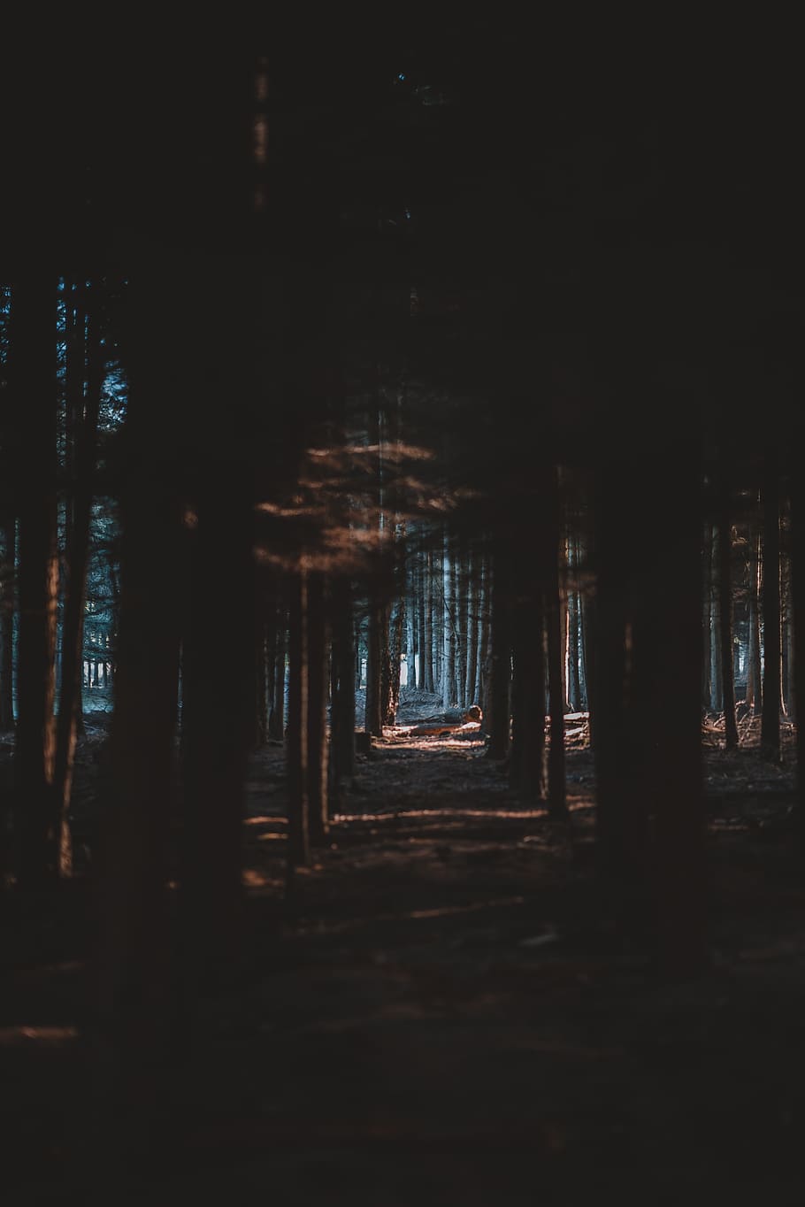 group of tall trees, light, nature, pine tree, foreboding, woodland HD wallpaper