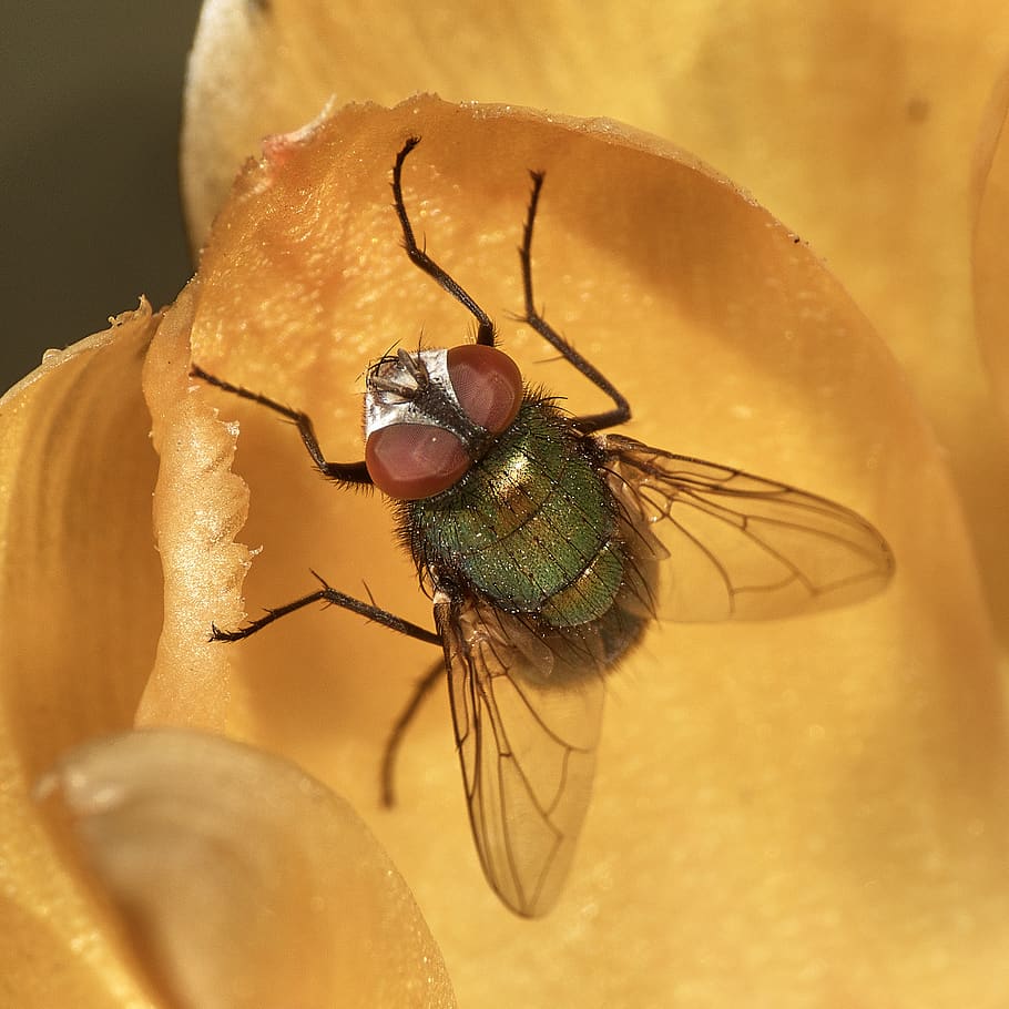 animal wildlife, invertebrate, insect, animal themes, animals in the wild HD wallpaper