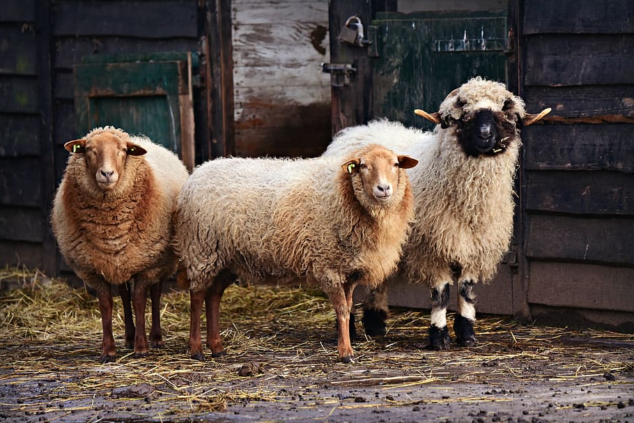 sheep, animal, mammal, wool, ruminant, even toed, standing, HD wallpaper
