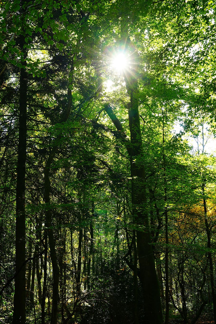 forest, backlighting, nature, sun, leaves, mood, autumn, landscape HD wallpaper