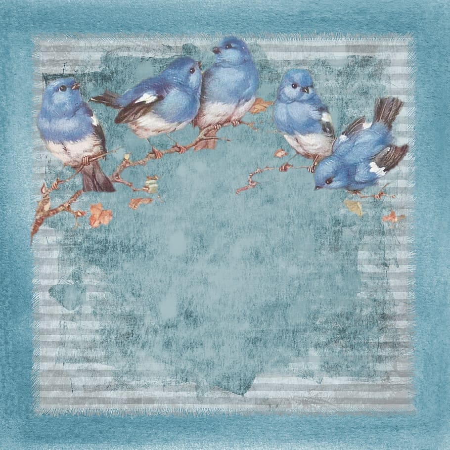 texture, design, blue, bird, animal, group of animals, vertebrate HD wallpaper