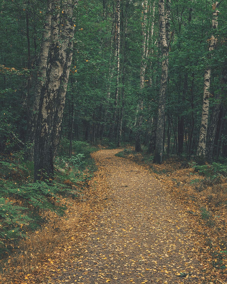 leafed trees during daytime, forest, land, plant, tranquility HD wallpaper