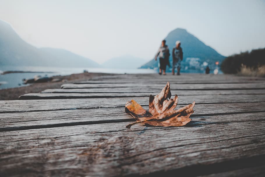 Close-Up Photo of a Dried Leaf, blur, focus, macro, maple leaf HD wallpaper