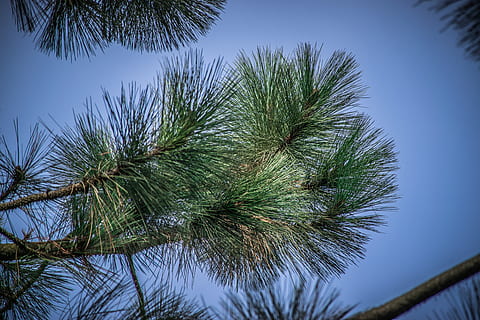 nature, needles, green, pine, forest, tree, branch, conifer HD wallpaper