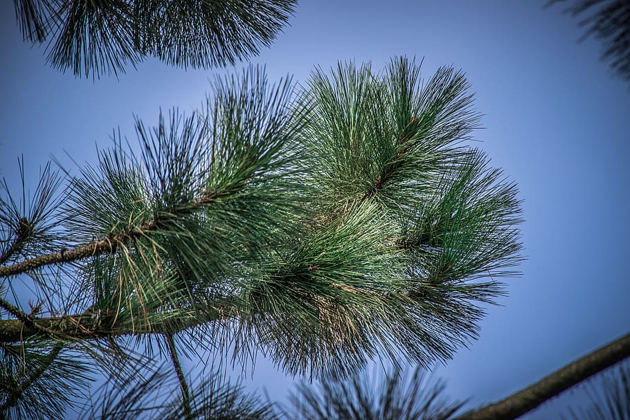 nature, needles, green, pine, forest, tree, branch, conifer HD wallpaper