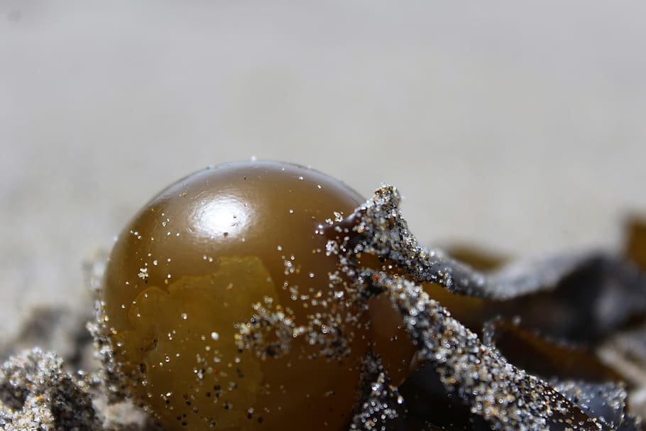 seaweed, beach, close-up, nature, no people, selective focus HD wallpaper
