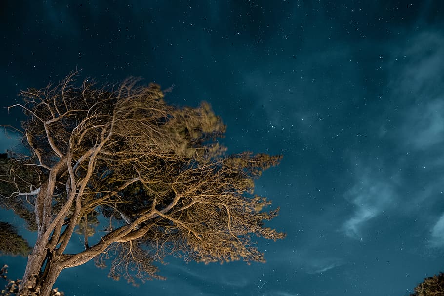 low angle photo of green leafed tree, night, sky, cloud, star HD wallpaper