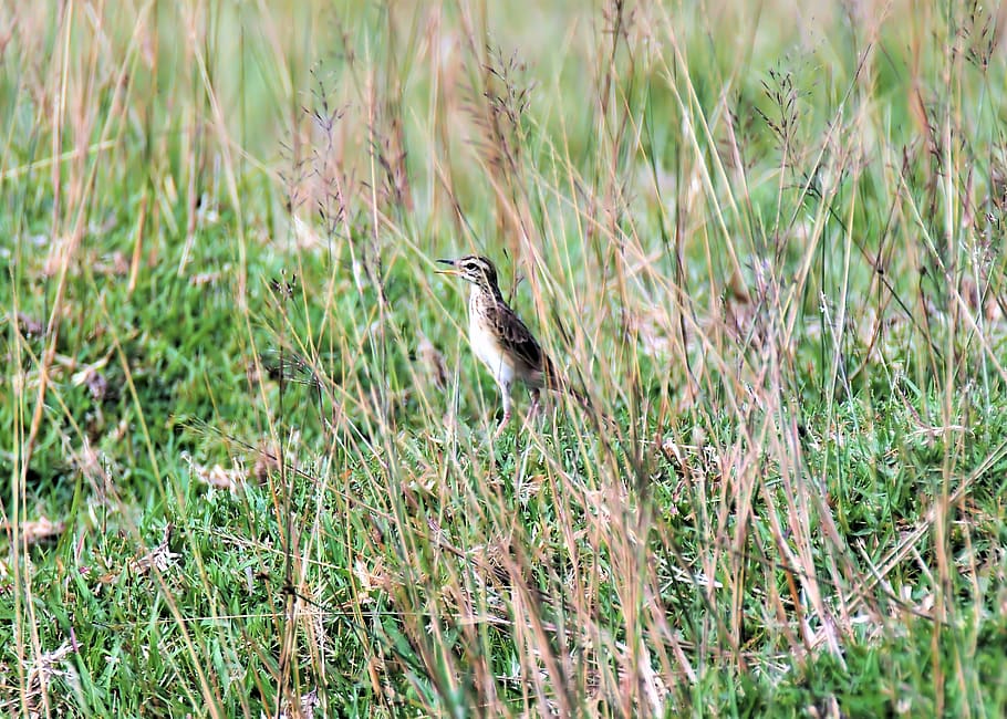 outdoor, bird, fields, grass, animal, small, wild, wildlife HD wallpaper