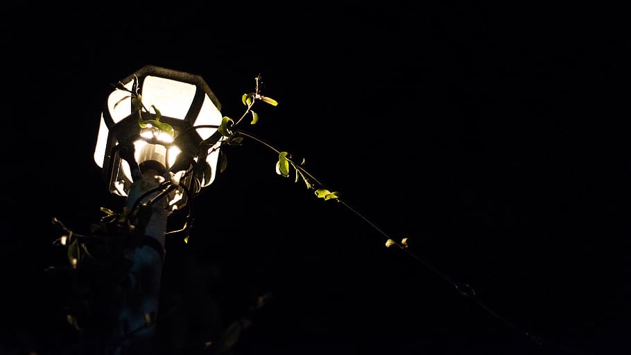 lamp, plant, light, dark, night, post, illuminated, copy space HD wallpaper