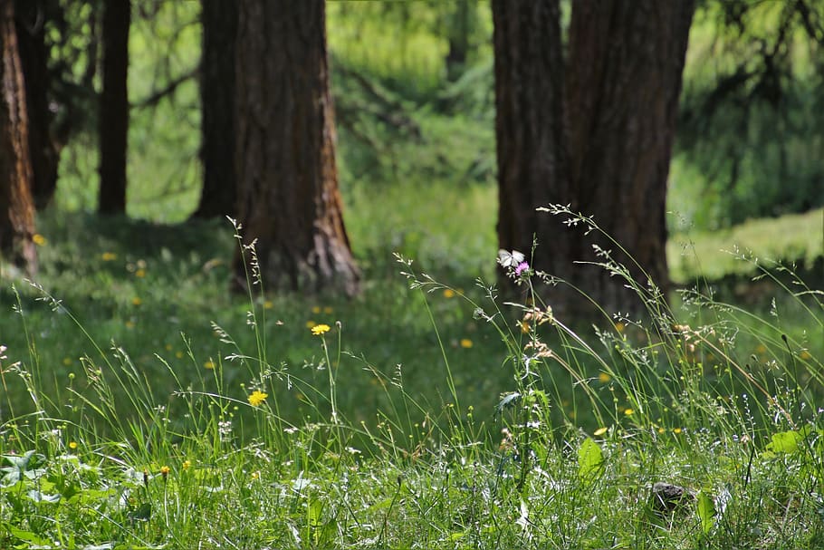 wind, in the forest, grass, meadows, plant, quiet, the idyll HD wallpaper