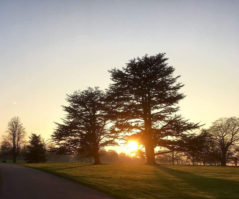 Silhouette of Two Trees, clouds, evening, golden hour, grass HD wallpaper