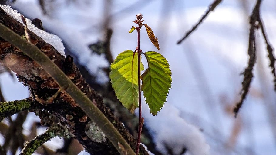 snow, forest, nature, green, plant, leaf, plant part, tree HD wallpaper