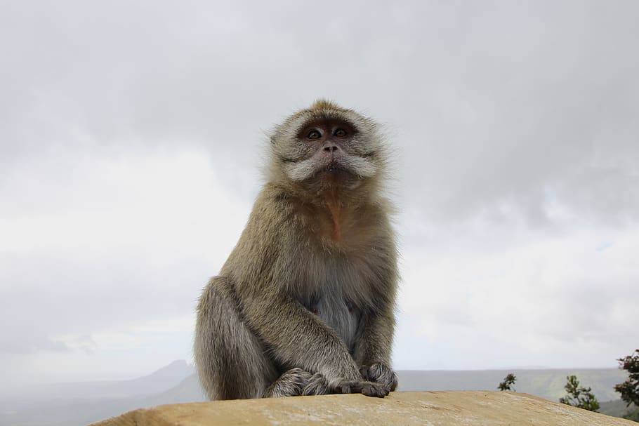 monkey, mauritius, nature, island, sea, paradise, landscape HD wallpaper
