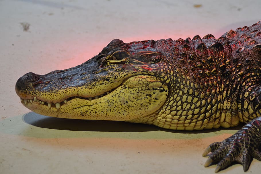 zoo, crocodile, œil, teeth, wild, danger, predator, reptile HD wallpaper