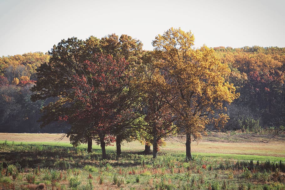 green trees on field, plant, nature, maple, outdoors, tree trunk HD wallpaper