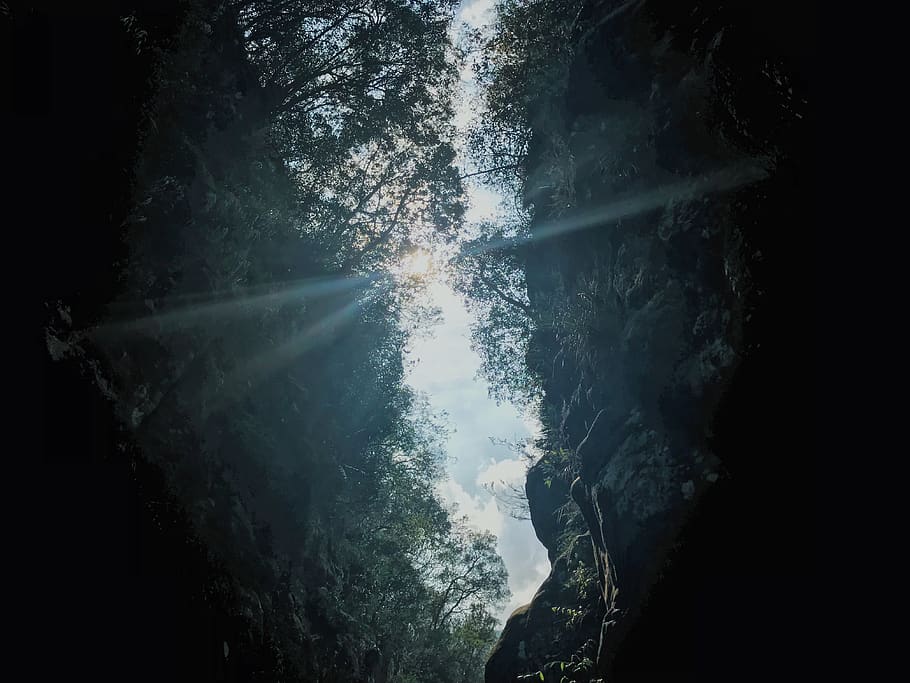 light, flare, sunlight, nature, outdoors, plant, fish, animal HD wallpaper
