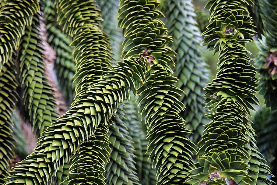 green, greenery, plants, pattern, background, texture, repetition HD wallpaper