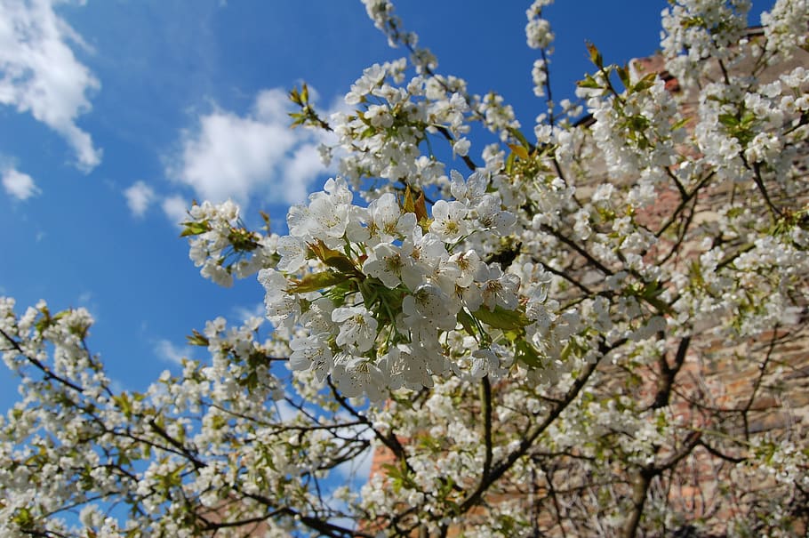 biodiversity, cherry, spring, sky, blue, clouds, flowering plant HD wallpaper