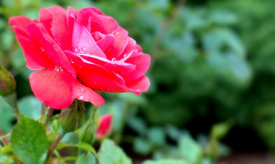 il2017, leaves, roses, red, rain droplets, plant, beauty in nature HD wallpaper