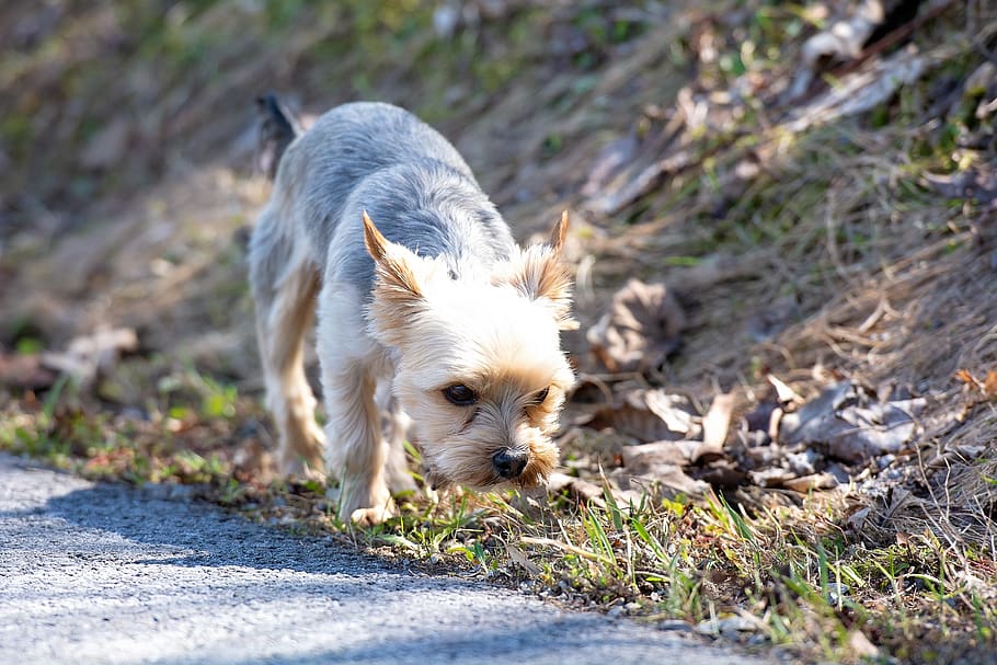 dog, out, explore, small, small dog, yorki, terrier, purebred dog HD wallpaper