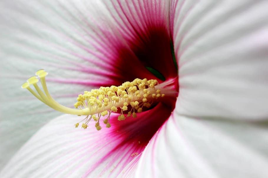 flower, pink, white, macro, micro, flowering plant, freshness HD wallpaper