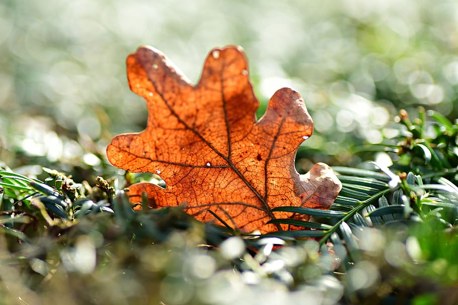oak leaf, vein, pattern, dry, withered, nature, plant part HD wallpaper