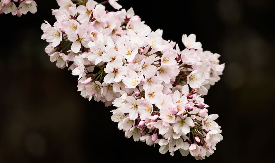 plant, blossom, flower, sakura, tokyo, cherry blossom, geranium, HD wallpaper