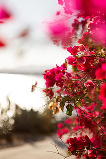 leaf, plant, blossom, geranium, flower, petal, spain, flowers HD wallpaper