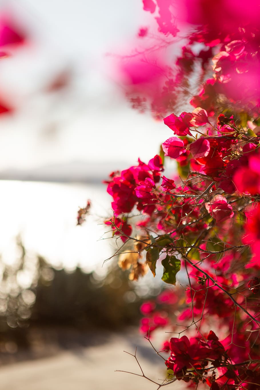 leaf, plant, blossom, geranium, flower, petal, spain, flowers HD wallpaper
