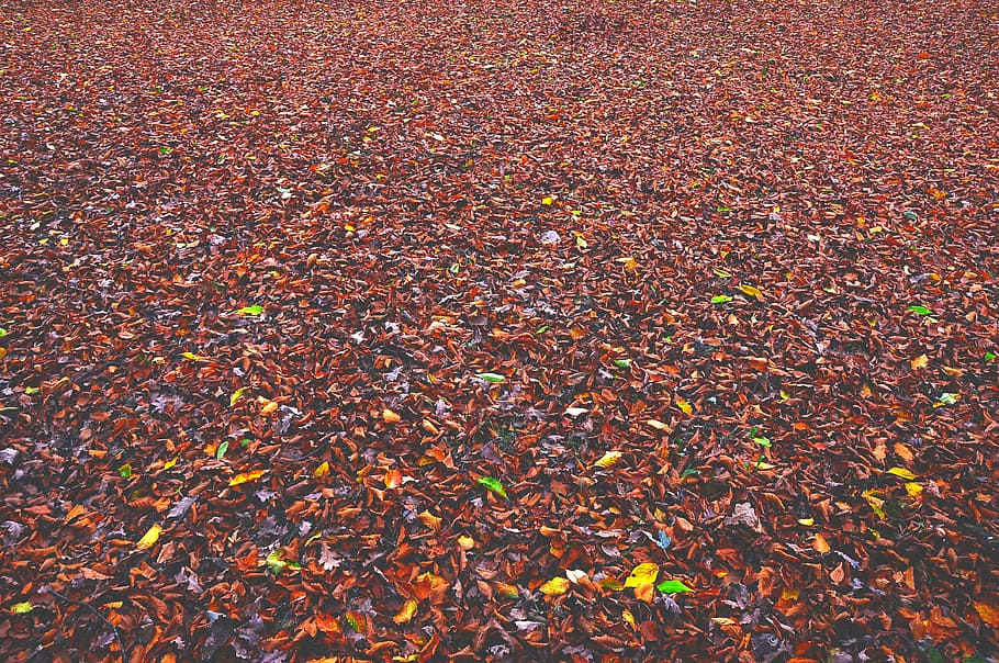autumn, leaves, fallen, carpet, plants, trees, forest, floor, HD wallpaper