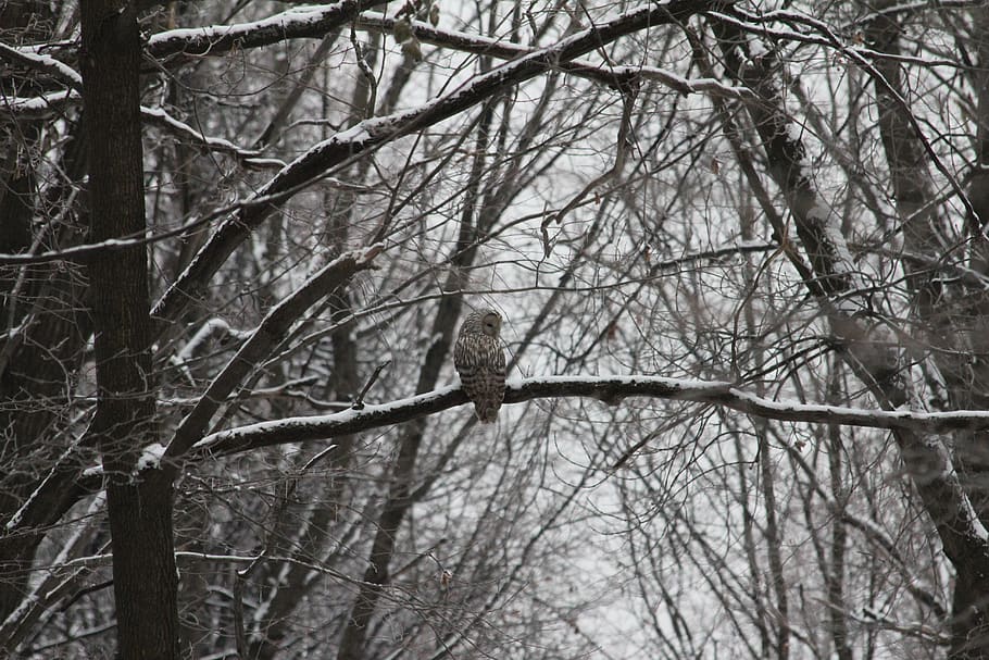 owl, forest, bird, branch, tree, predator, nature, cold, winter