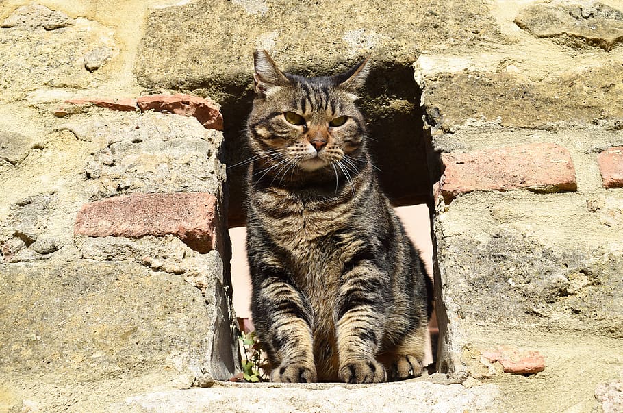 italy, casale marittimo, cat, mammal, feline, domestic, pets HD wallpaper