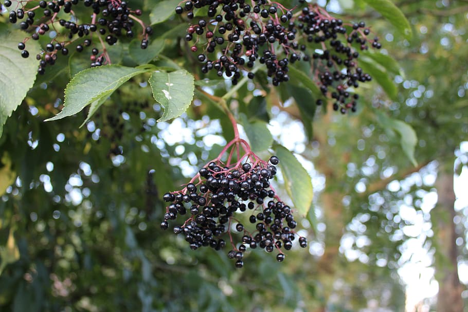 black, garden, summer, fruit, season, plant, tree, healthy eating HD wallpaper