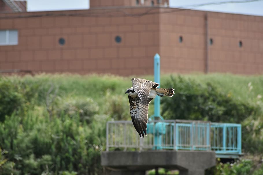 animal, river, grass, bird, wild birds, raptor, osprey, feathers HD wallpaper