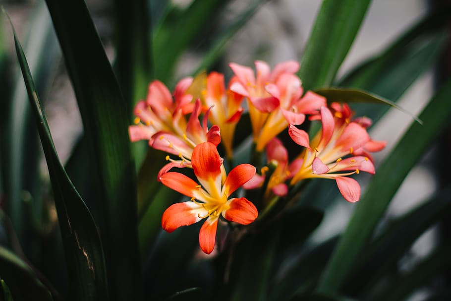 bokeh, bloom, blossom, botanic, botanical, flower, wallpaper HD wallpaper