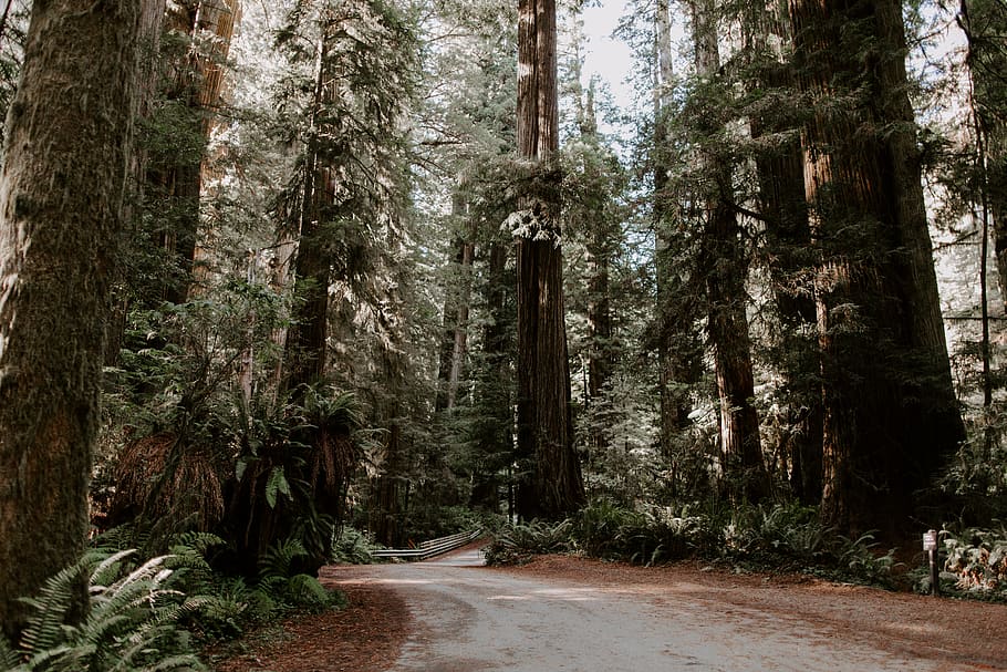trees beside road during daytime, plant, vegetation, redwood HD wallpaper