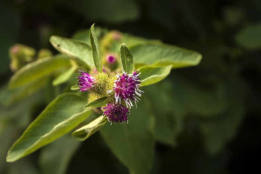 flower, green, field, spring, plant, flowering, nature, fresh HD wallpaper