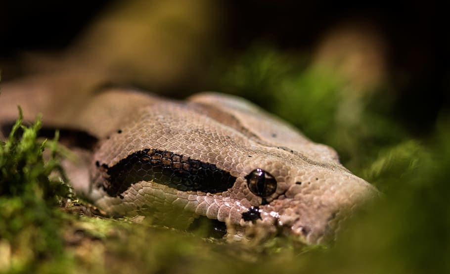 python, snake, animal, wild, nature, zoo, park, reptile, animal themes HD wallpaper