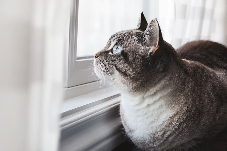 Blue-Eyed Cat Daydreams Photo, Animals, Cats, Pets, Walls, Eyes, HD wallpaper