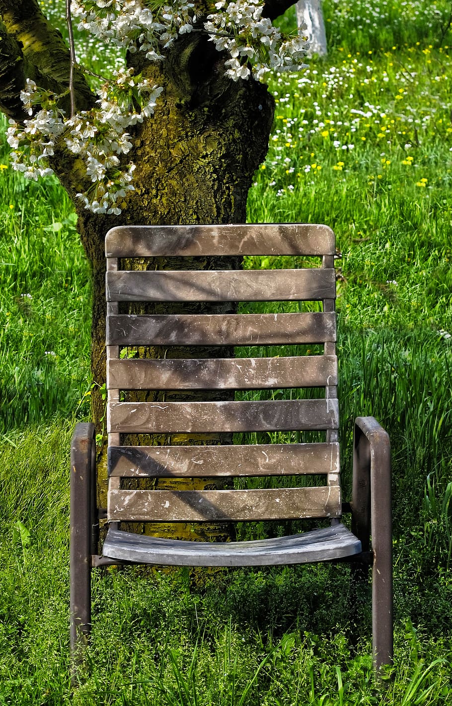 cherry tree, grass, garden chair, flowers, cherry blossoms, HD wallpaper