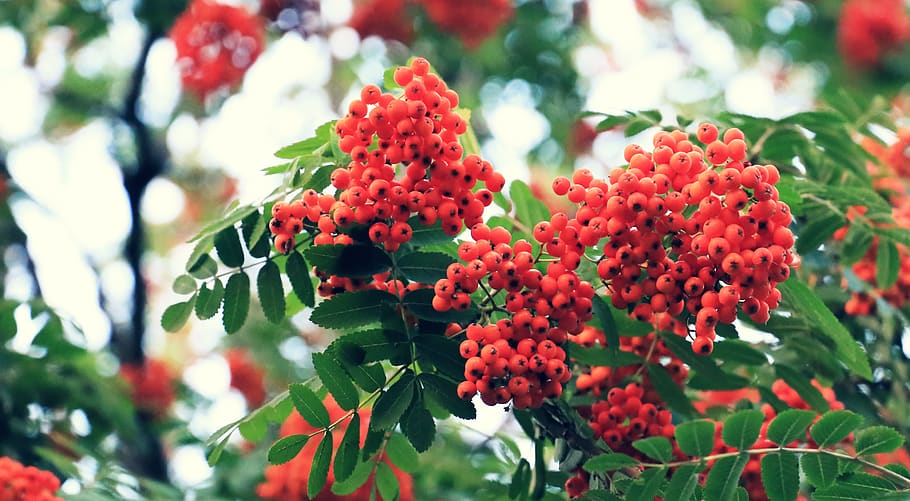 rowan, tree, rowan fruit, orange, orange and green, growth HD wallpaper