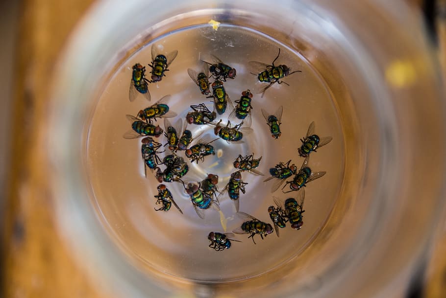 fly, flies, beer, dead, glass, indoors, close-up, food and drink HD wallpaper