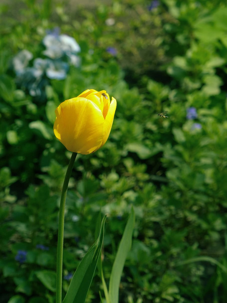 tulip, flower, spring, insects, yellow, plant, beauty, petals HD wallpaper