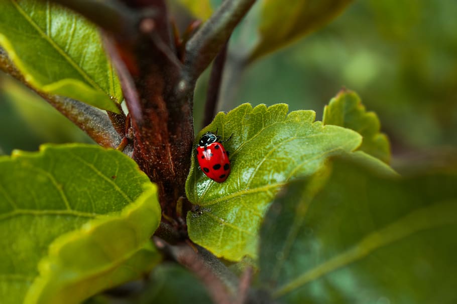 ladybug, insect, red, summer, nature, plant part, leaf, animal themes HD wallpaper