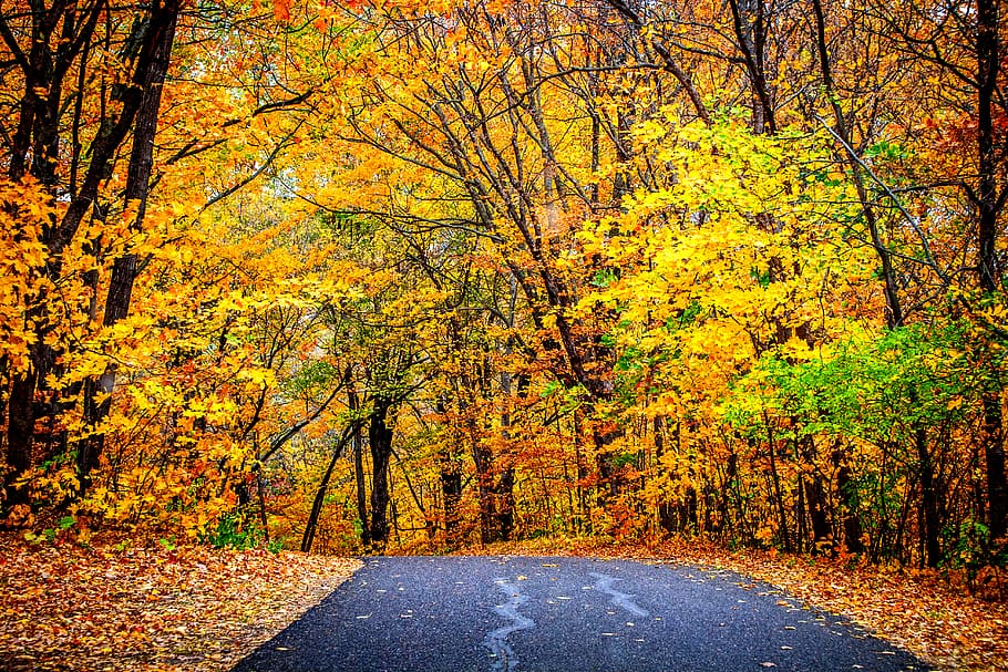 green trees beside road, autumn, change, plant, nature, beauty in nature HD wallpaper