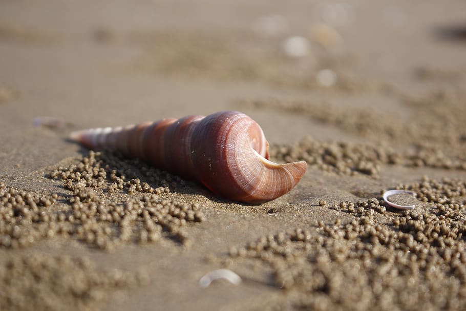 shell, snail, seafood, background, coast, animal, sand, land HD wallpaper