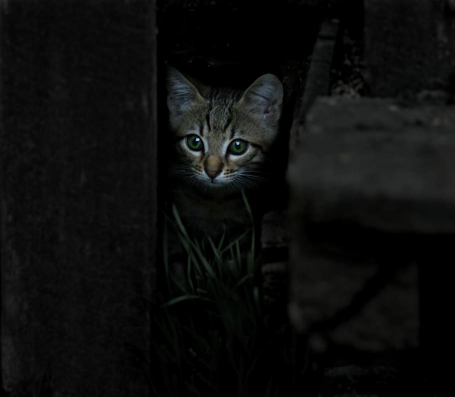 cat, small, animals, cute, mammal, domestic, pets, domestic animals HD wallpaper